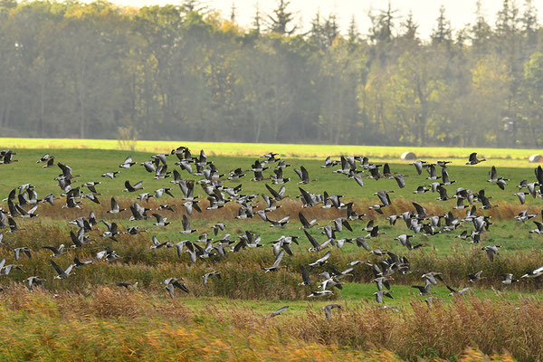 Wildgänse auffliegend