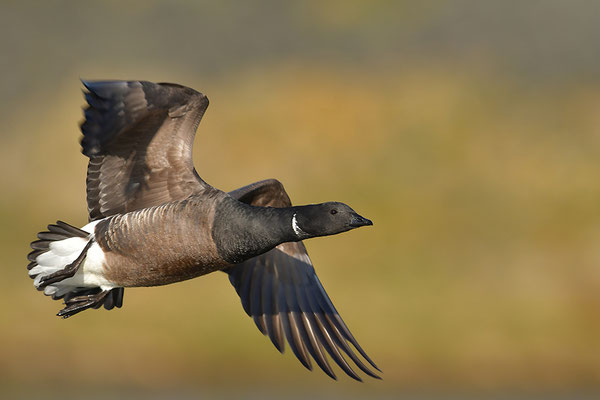Ringelgans im Flug