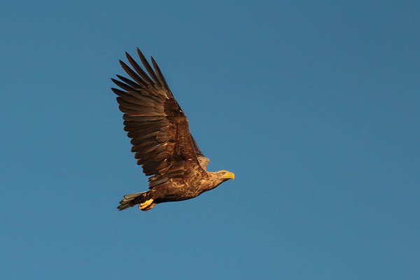 Seeadler  im Flug