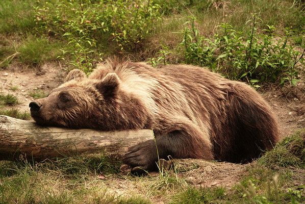 Braunbär schlafend