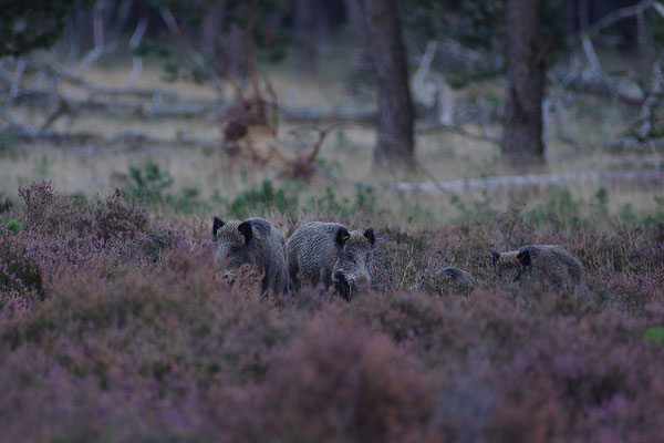 Wildschwein