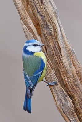 Blaumeise