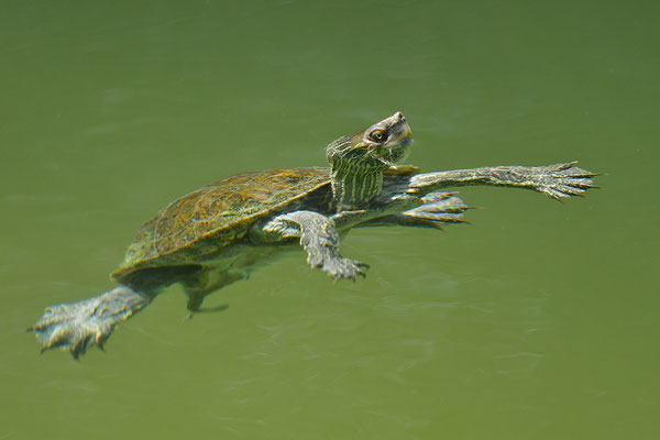 Balkan-Bachschildkröte