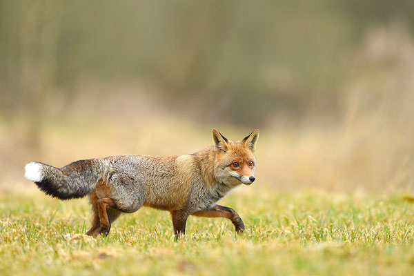 Fuchs
