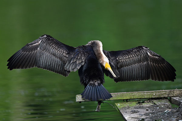 Kormoran