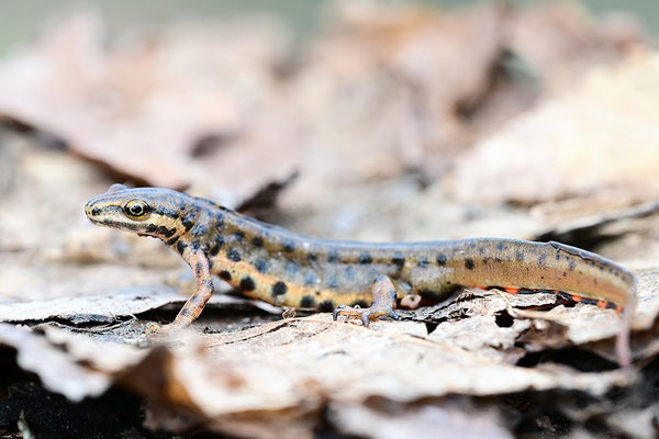 Teichmolch