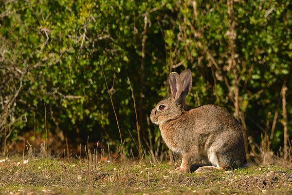 Kaninchen
