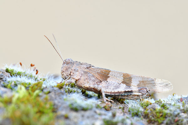 Blauflügelödlandschrecke
