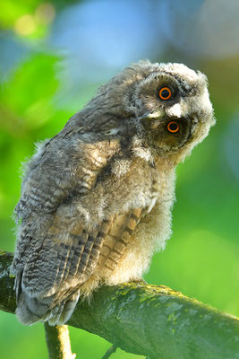 Waldohreule Ästling, Jungvogel