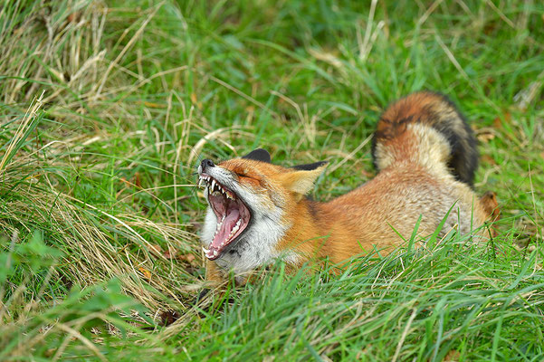 Fuchs