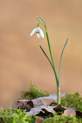 Schneeglöckchen