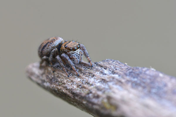 Springspinne