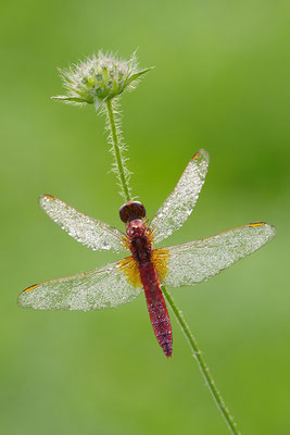 Feuerlibelle Männchen
