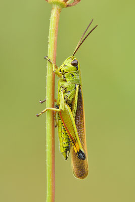 Sumpfschrecke Männchen
