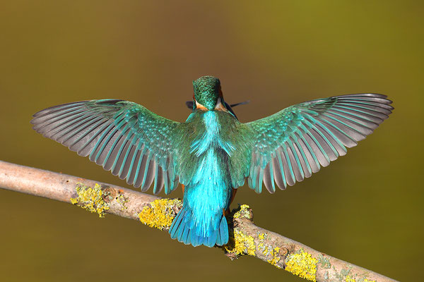 Eisvogel