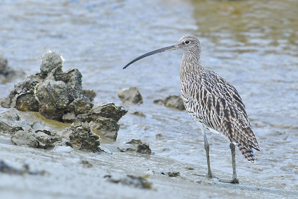 Großer Brachvogel