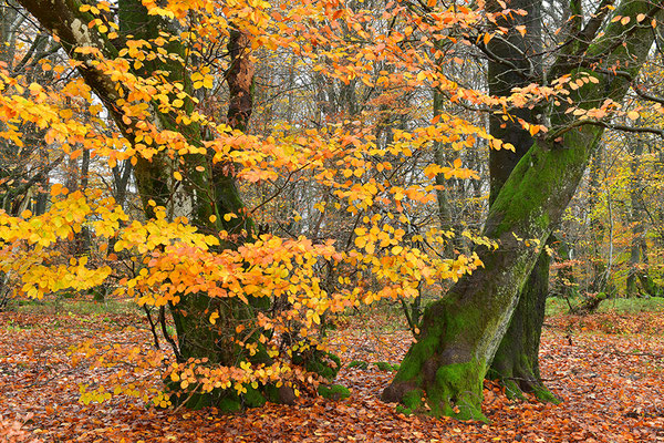 Hutewald Kalterherberg