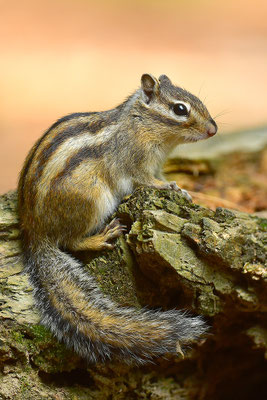 Sibirisches Streifenhörnchen