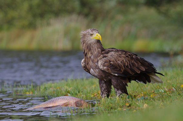 Seeadler mit Fisch