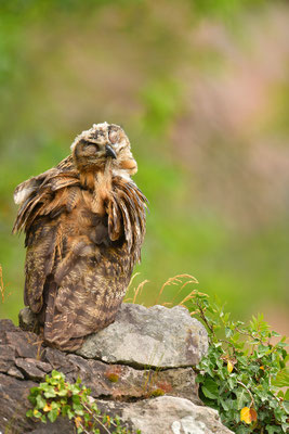 Uhu Jungvogel
