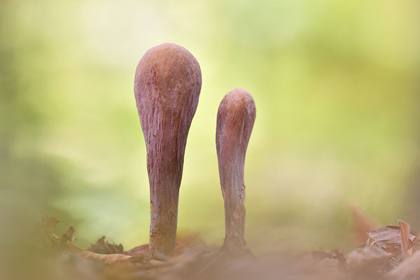 Herkuleskeule
