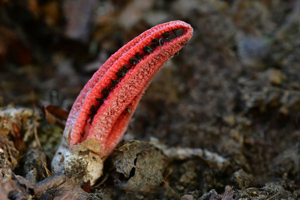 Tintenfischpilz