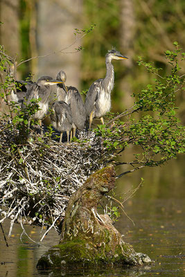 Graureiher am Nest mit Jungvögeln