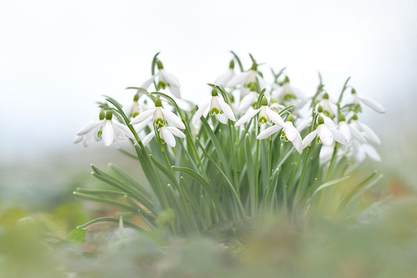Schneeglöckchen