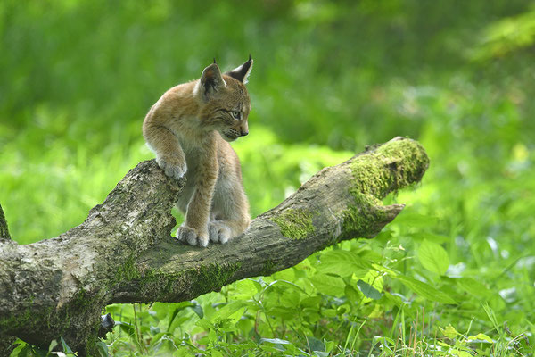 Luchs, Wildpark Anholter Schweiz