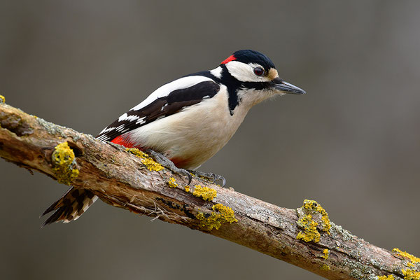 Buntspecht Männchen