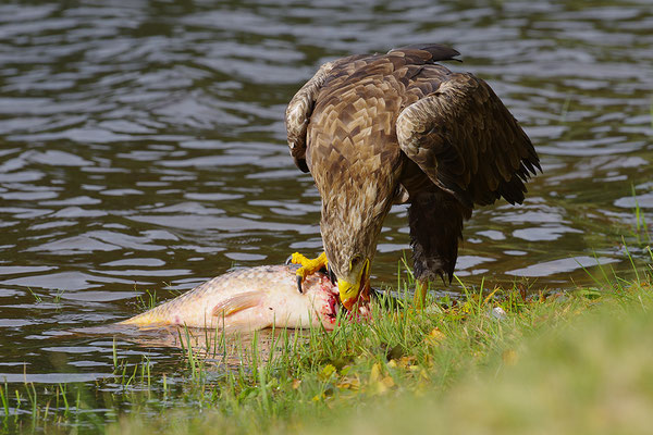 Seeadler frisst an Fisch