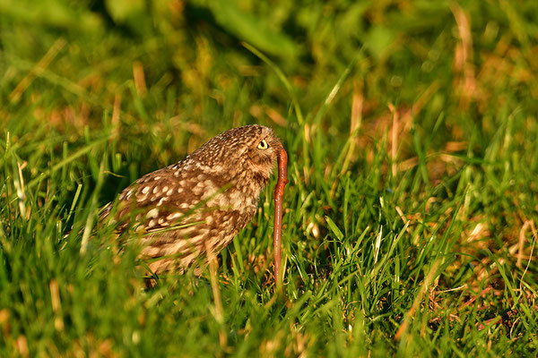 Steinkauz  mit Regenwurm