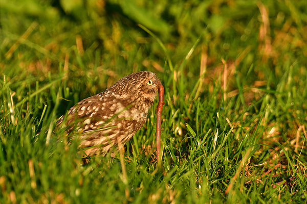Steinkauz  mit Regenwurm