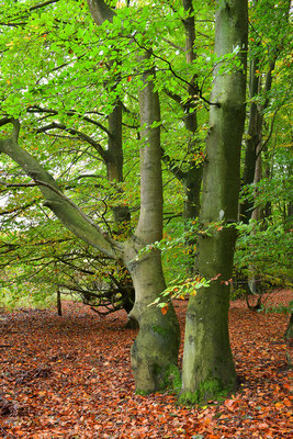 Nationalpark Jasmund