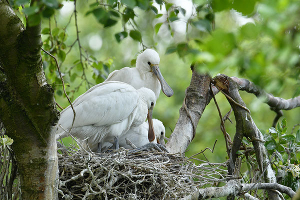 Löffler Jungvögel im Nest