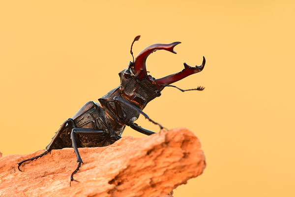 Hirschkäfer Männchen