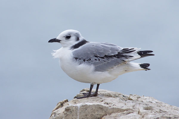 Dreizehenmöwe Jungvogel