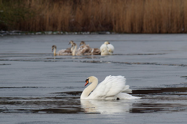 Höckerschwan