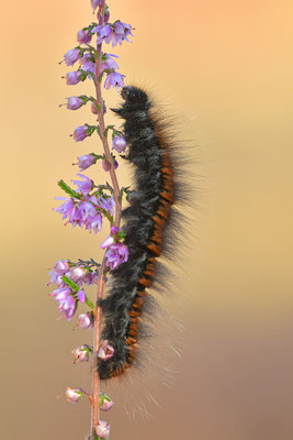 Brombeerspinner Raupe