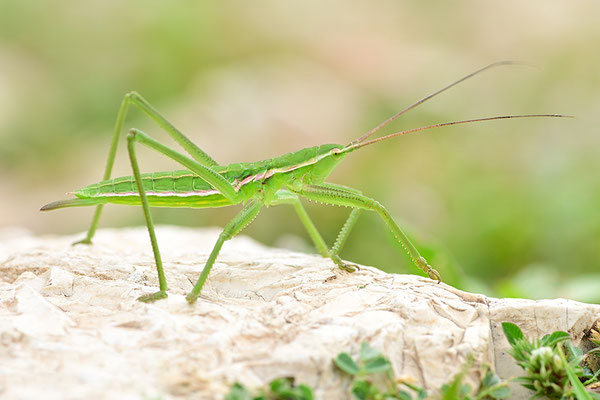 Griechische Sägeschrecke 