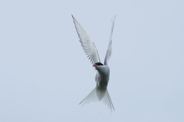 Küstenseeschwalbe im Flug