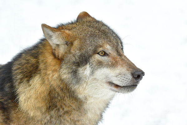 Wolf Portrait