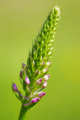 Mückenhändelwurz Knospe