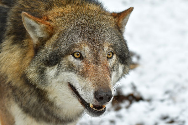 Wolf Portrait