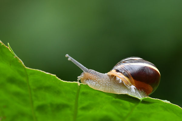 Garten-Bänderschnecke
