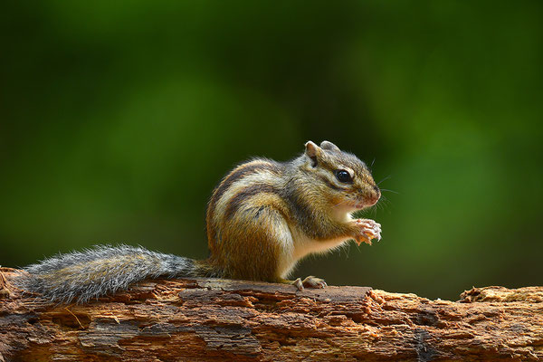 Sibirisches Streifenhörnchen