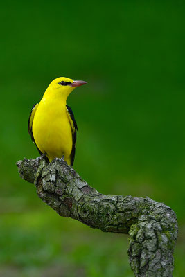 Pirol Männchen