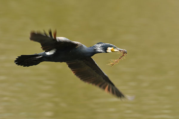Kormoran im Flug