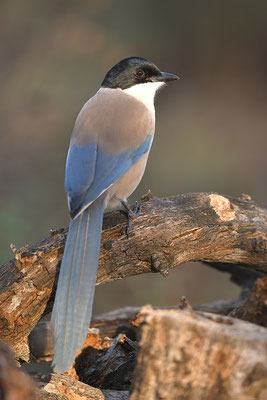 Blauelster