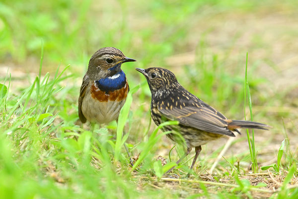 Blaukehlchen Altvogel mit Jungvogel
